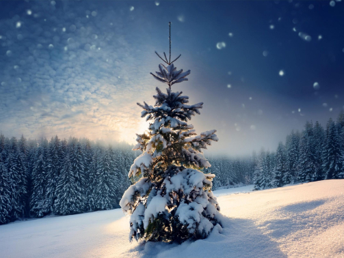 Christmas,Tree,On,Snowy,Hill